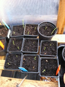 sweet peas being given tough love