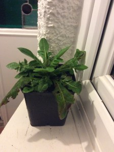 Bit battered but healthy knautia