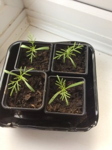 Cosmos Dazzler growing steadily on cool windowsill