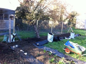 The new bed across the back of the plot for lots of sweet peas.