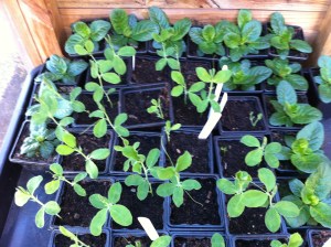 Sweet peas growing cheerfully surrounded by moth mullein getting bigger