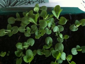 Healthy blue clary seedlings ready to be potted on
