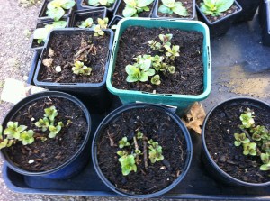 Chocolate mint getting bigger