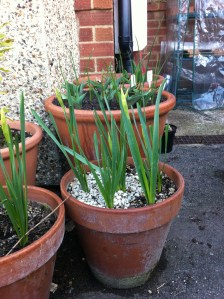 Daffodils (cheerfulness) in bud