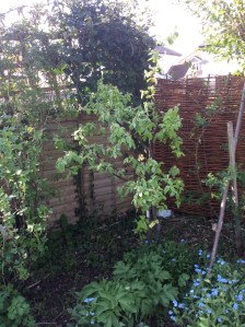Slow growing quince in lots of bud