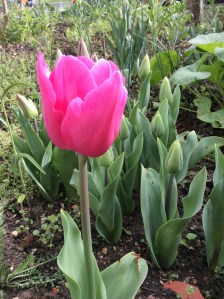 One of many tulips newly flowering