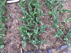 Tulips not quite ready