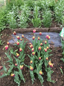 Tulips at the plot