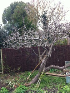 Willow fencing behind the apple tree