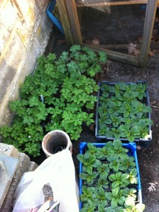 More moth mullein than I can fit in my garden