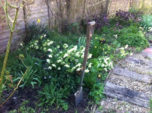 Work in progress on back garden