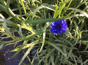The first cornflower at the plot this year