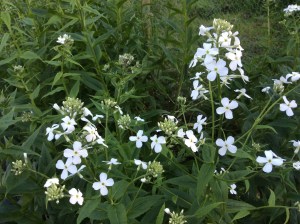 Sturdy white hesperis