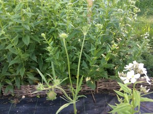 Knautia with buttons of buds