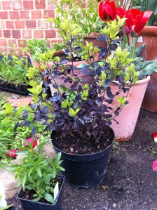 A very pretty plant which will look good and be useful for foliage too.