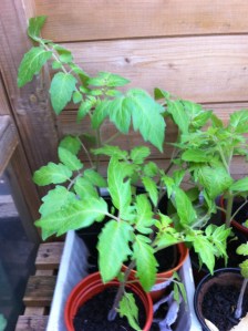 A few of the many healthy tomato plants