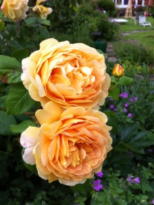 Blowsy and beautiful, Rosa Graham Thomas