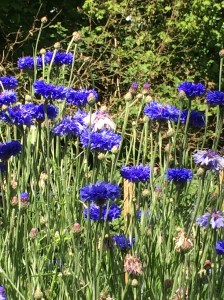 Cornflowers bright and blue some going to seed