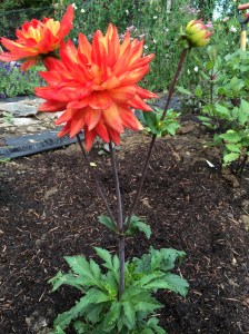 Glowing orange dahlia = lost the name tag...