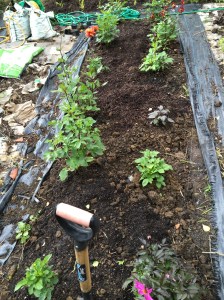 Dahlias in a mostly weed free bed