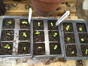 Tiny foxglove and sweet william seedlings