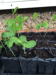 Sweet peas growing in wet and wind outside