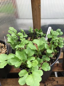Ranunculus partly protected in cold frame