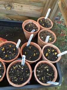 Crocus bulbs slowly poking out of terracotta pots