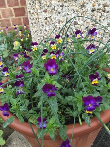 Homesown violas with bright (and edible) flowers