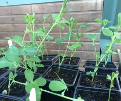 sweet peas growing steadily