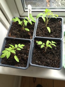 Small tomato plants enjoying warm windowsill