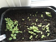 Night and Day seedlings which will soon need potting up