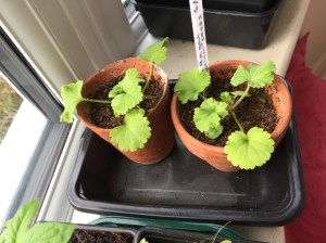 Species pelargonium sown from seed growing well